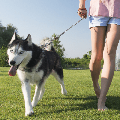 Individual Dog Walking